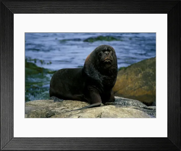 Framed Print : South American or Southern sealion (Otaria byronia), adult male. Patagonia