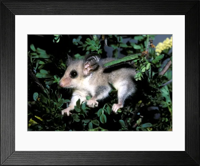 Framed Print : HRD00326. AUS-937. Western pygmy possum (Mundarda) (Cercartetus concinnus) Framed Print : HRD00326. AUS-937. Western pygmy possum (Mundarda) (Cercartetus concinnus)