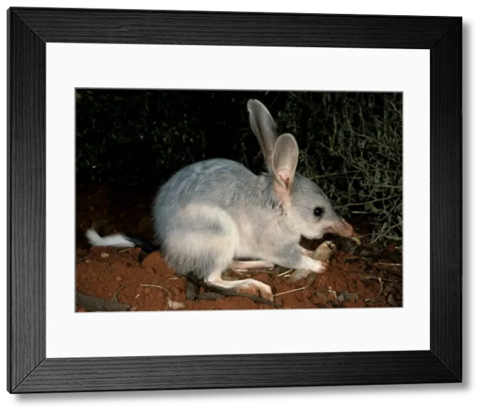 Framed Print : Greater bilby (Macrotis lagotis) feeding. Telfer, Great Sandy Desert, Western Australia Framed Print : Greater bilby (Macrotis lagotis) feeding. Telfer, Great Sandy Desert, Western Australia