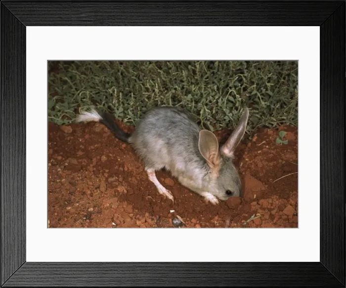 Framed Print : HRD00572. AUS-946. Greater bilby (Macrotis lagotis) digging for food Framed Print : HRD00572. AUS-946. Greater bilby (Macrotis lagotis) digging for food