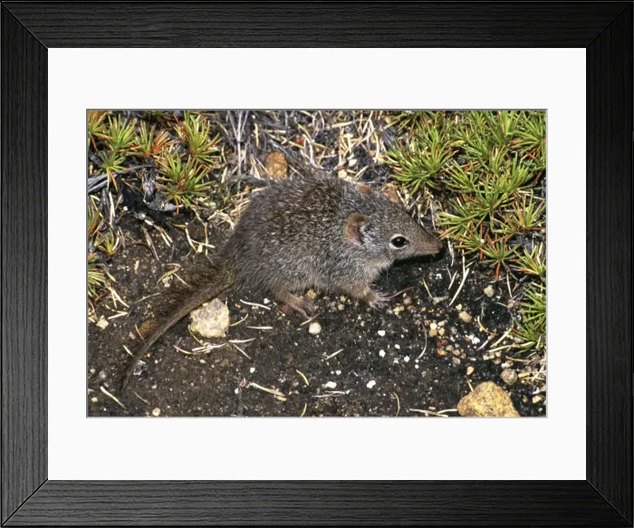 Framed Print : Southern dibbler. (Parantechinus apicalis) IUCN red list 2000: Endangered. Fitzgerald River National Park, Western Australia Framed Print : Southern dibbler. (Parantechinus apicalis) IUCN red list 2000: Endangered. Fitzgerald River National Park, Western Australia