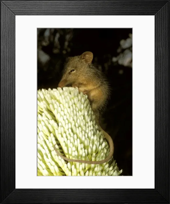 Framed Print : HRD01532. AUS-974. Honey possum (Tarsipes rostratus) Framed Print : HRD01532. AUS-974. Honey possum (Tarsipes rostratus)