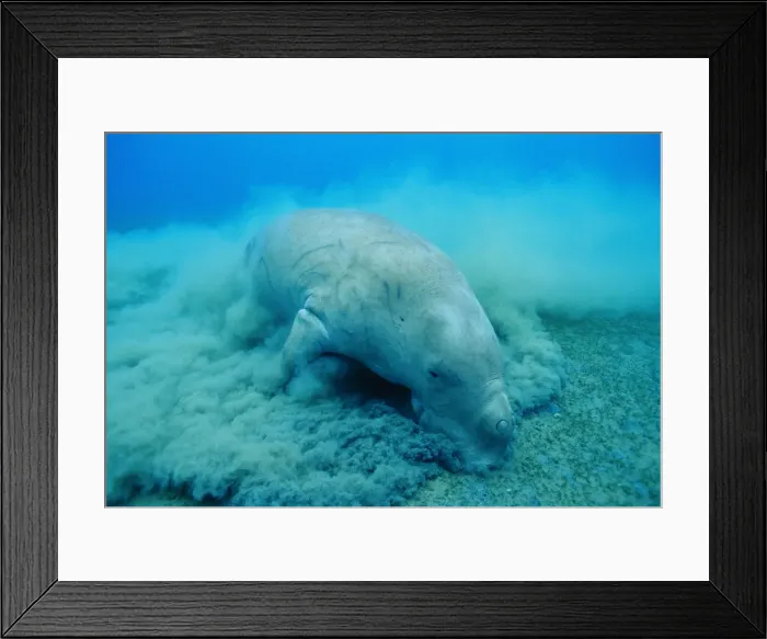 Framed Print : Dugong - feeding Framed Print : Dugong - feeding