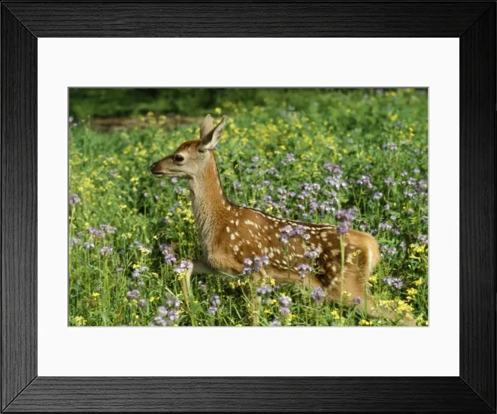 Framed Print : Red Deer - fawn Framed Print : Red Deer - fawn