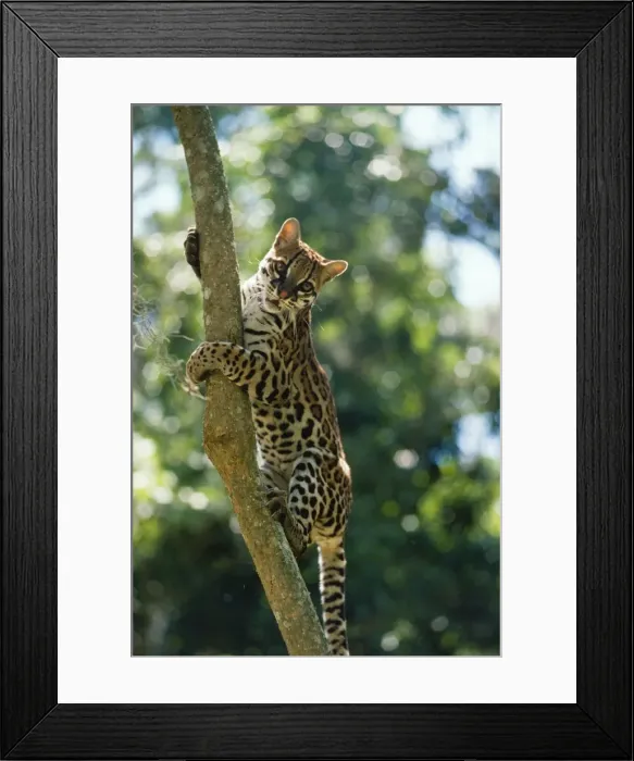 Framed Print : Ocelot Venezuela Latin formerly: Leopardus pardalis Framed Print : Ocelot Venezuela Latin formerly: Leopardus pardalis