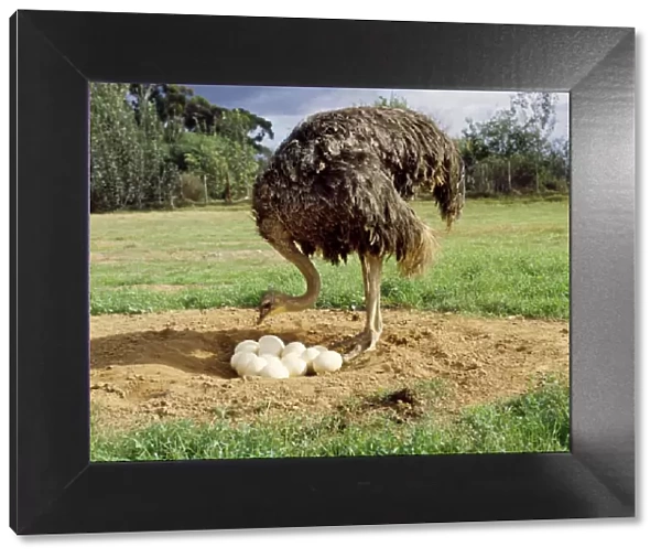 Ostrich - at nest with eggs