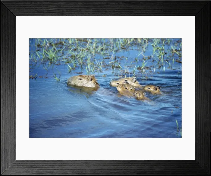 Framed Print : Capybaras - adult with young Llanos Venezuela Framed Print : Capybaras - adult with young Llanos Venezuela