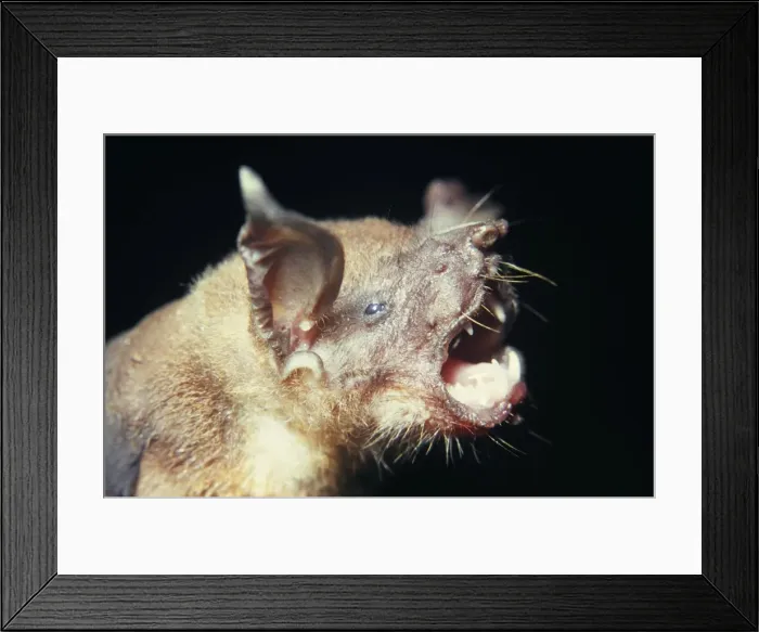 Framed Print : Fish-eating / Greater Bulldog / Fisherman / Fishing Bat Trinidad, West Indies. Distribution: Central America / Caribbean Framed Print : Fish-eating / Greater Bulldog / Fisherman / Fishing Bat Trinidad, West Indies. Distribution: Central America / Caribbean