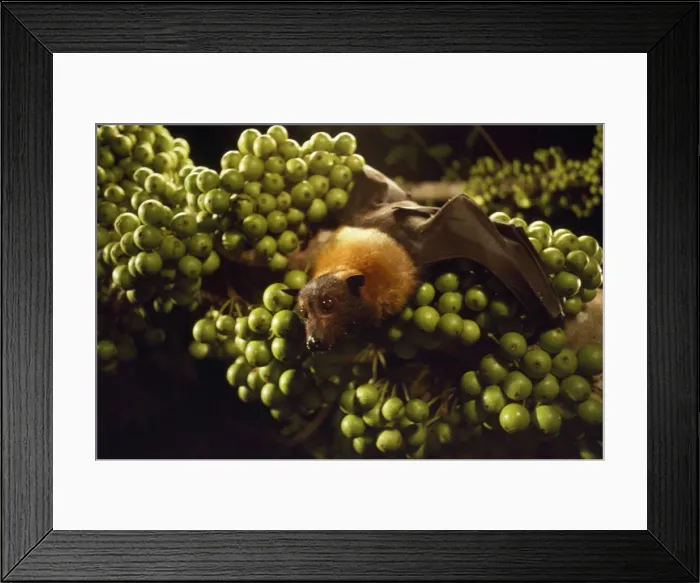 Framed Print : Spectacled Flying Fox Daintree, Queensland, Australia Framed Print : Spectacled Flying Fox Daintree, Queensland, Australia