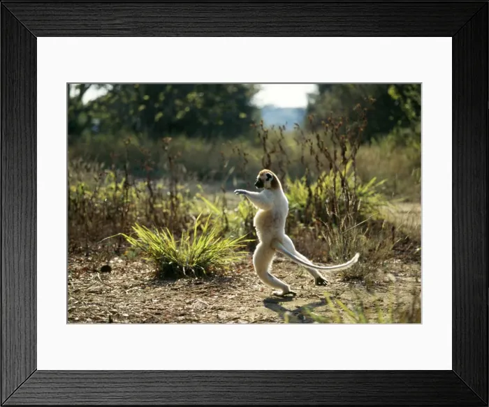 Framed Print : Verreaux's Sifaka Berenty, Southern Madagascar Framed Print : Verreaux's Sifaka Berenty, Southern Madagascar