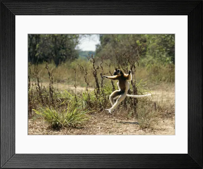 Framed Print : Verreaux's Sifaka Berenty, Southern Madagascar Framed Print : Verreaux's Sifaka Berenty, Southern Madagascar