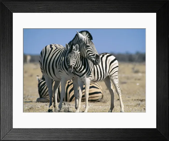 Framed Print : Buchell's Zebra - with young Etosha National Park, Namibia, Africa Framed Print : Buchell's Zebra - with young Etosha National Park, Namibia, Africa
