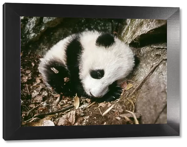 Giant Panda - cub in den. Quiling Mountains, China