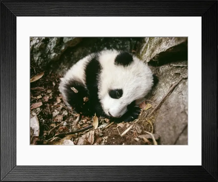 Framed Print : Giant Panda - cub in den. Quiling Mountains, China Framed Print : Giant Panda - cub in den. Quiling Mountains, China