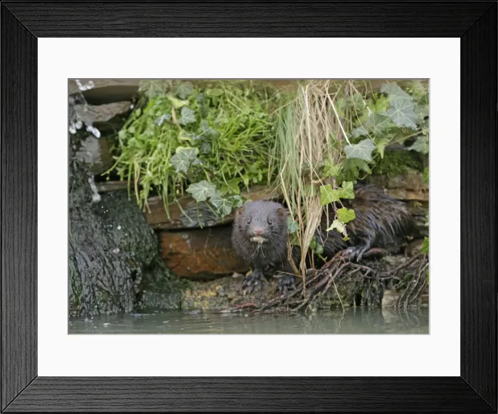 Framed Print : American Mink – in undergrowth by waterfall – alien species UK Framed Print : American Mink – in undergrowth by waterfall – alien species UK