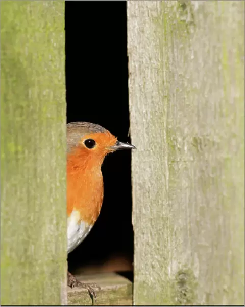 Robin – looking out of barn West Wales UK 003173