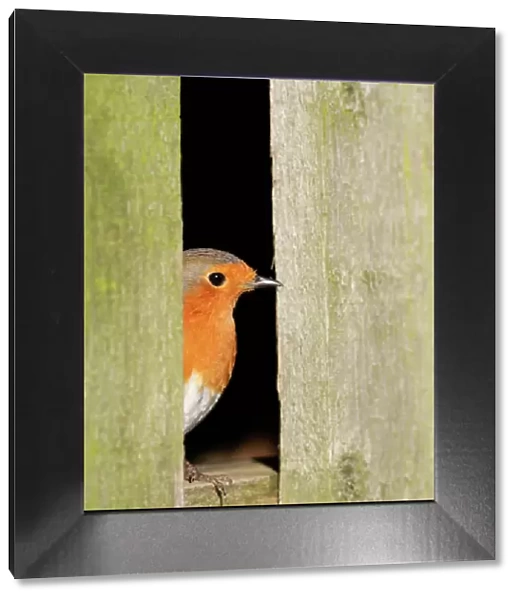 Robin – looking out of barn West Wales UK 003173