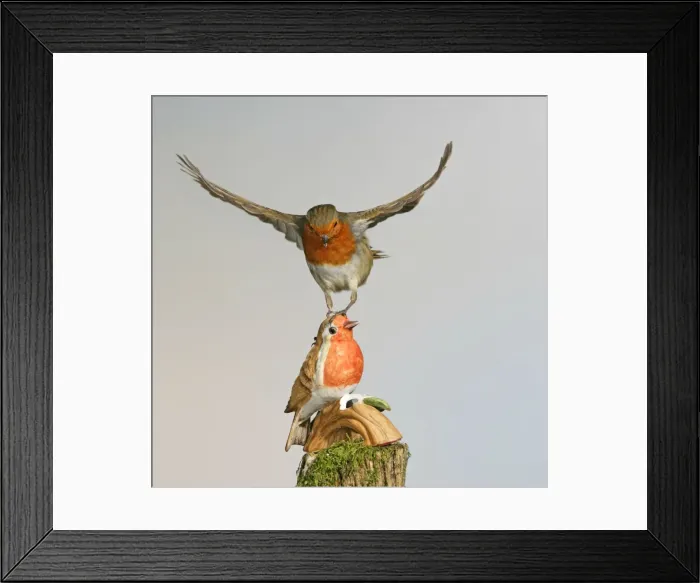 Framed Print : Robin – attacking china model West Wales UK 003178 Framed Print : Robin – attacking china model West Wales UK 003178