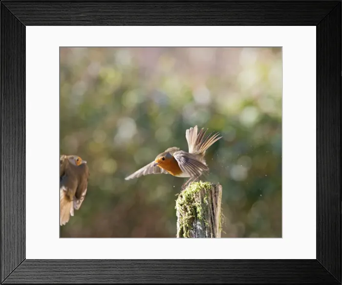 Framed Print : Robins – fighting West Wales UK 003185 Framed Print : Robins – fighting West Wales UK 003185