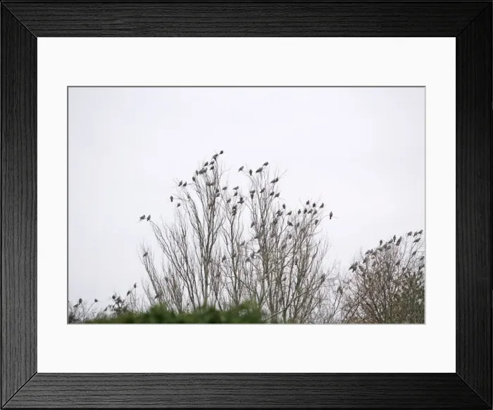 Framed Print : Wood Pigeons – roosting Bedfordshire UK 003188 Framed Print : Wood Pigeons – roosting Bedfordshire UK 003188