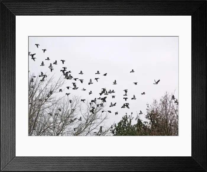 Framed Print : Wood Pigeons – roosting Bedfordshire UK 003191 Framed Print : Wood Pigeons – roosting Bedfordshire UK 003191