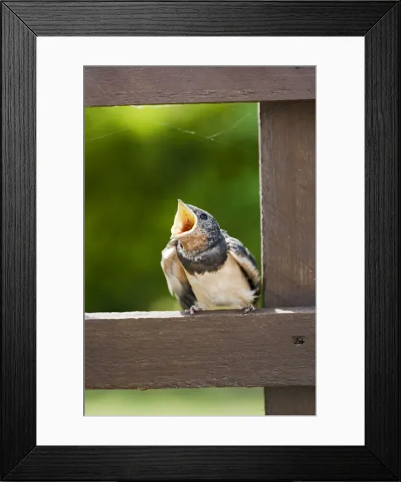 Framed Print : Swallow – youngster food begging Bedfordshire UK 003199 Framed Print : Swallow – youngster food begging Bedfordshire UK 003199