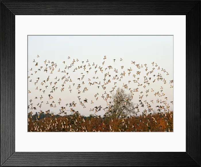Framed Print : Golden Plover – large Autumn flock in flight Bedfordshire UK 003373 Framed Print : Golden Plover – large Autumn flock in flight Bedfordshire UK 003373