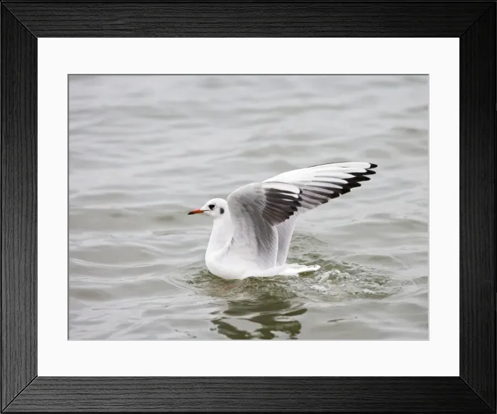 Framed Print : Black headed gull – lands on water – side view – winter Bedfordshire UK 003409 Framed Print : Black headed gull – lands on water – side view – winter Bedfordshire UK 003409
