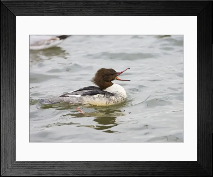 Framed Print : Goosander – winter – beak open showing fish catching teeth Bedfordshire UK 003411 Framed Print : Goosander – winter – beak open showing fish catching teeth Bedfordshire UK 003411
