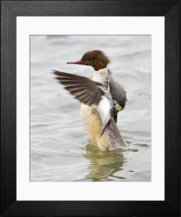 Framed Print : Goosander – winter – flapping wings Bedfordshire UK 003413 Framed Print : Goosander – winter – flapping wings Bedfordshire UK 003413