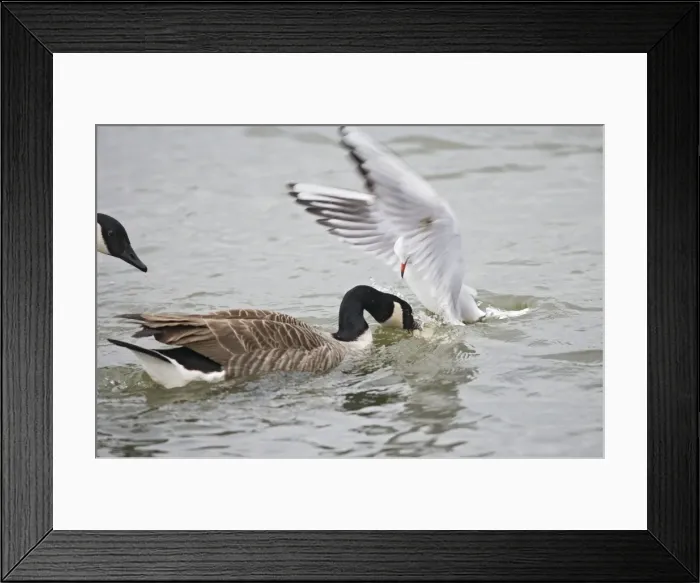 Framed Print : Black headed gull – steals food from Canada goose – winter Bedfordshire UK 003423 Framed Print : Black headed gull – steals food from Canada goose – winter Bedfordshire UK 003423