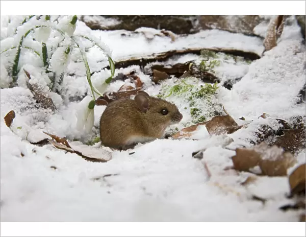 Wood mouse – emerging into frosty environment – side view Bedfordshire UK 003398