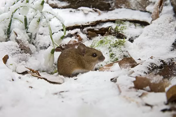 Wood mouse – emerging into frosty environment – side view Bedfordshire UK 003398