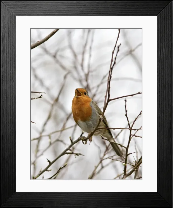Framed Print : Robin – singing Bedfordshire UK 003527 Framed Print : Robin – singing Bedfordshire UK 003527