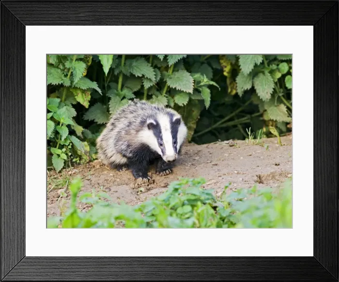 Framed Print : Badger – cub at entrance to sett – evening daylight Bedfordshire UK 004605 Framed Print : Badger – cub at entrance to sett – evening daylight Bedfordshire UK 004605