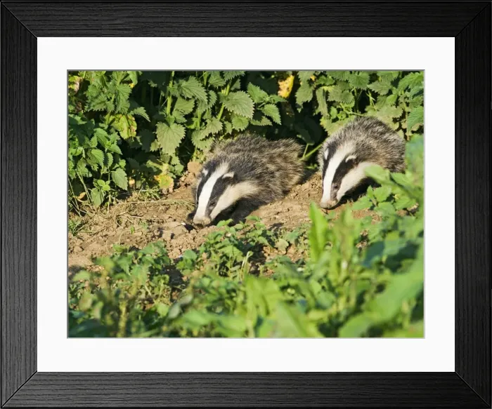 Framed Print : Badger – cubs at entrance to sett – evening daylight Bedfordshire UK 004659 Framed Print : Badger – cubs at entrance to sett – evening daylight Bedfordshire UK 004659