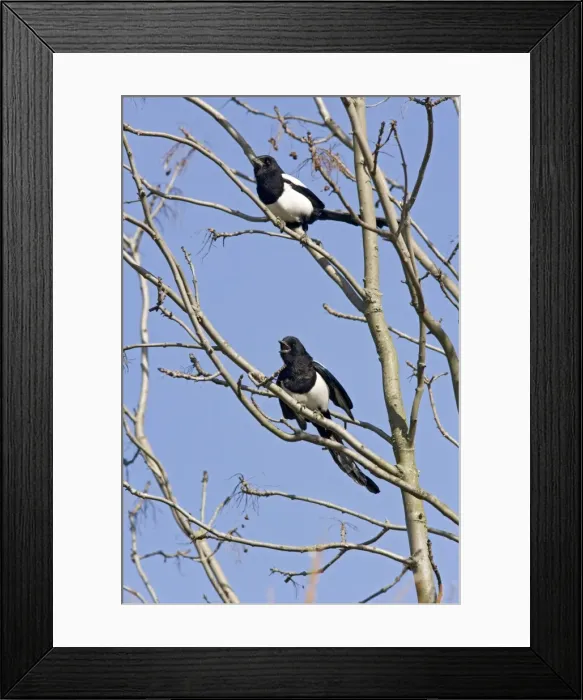 Framed Print : Magpies – 2 in tree against sky Bedfordshire UK 003544 Framed Print : Magpies – 2 in tree against sky Bedfordshire UK 003544