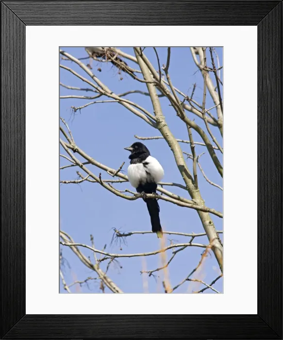 Framed Print : Magpie – in tree against sky Bedfordshire UK 003546 Framed Print : Magpie – in tree against sky Bedfordshire UK 003546