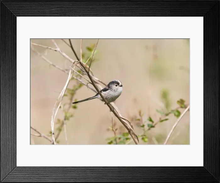 Framed Print : Long tailed tit – on twig near nest Bedfordshire UK 003924