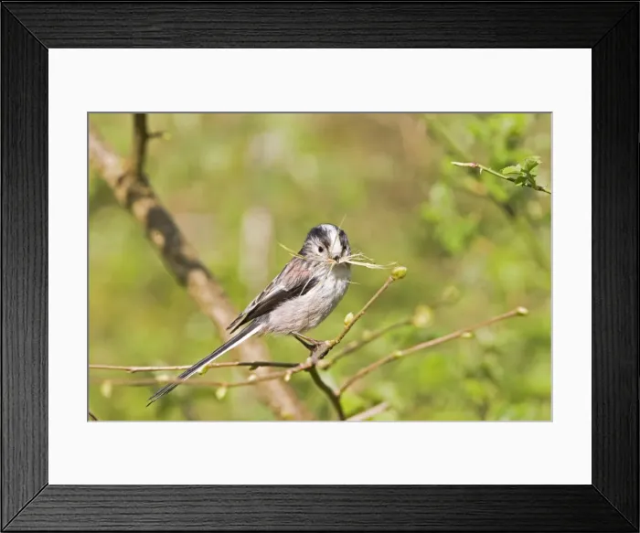 Framed Print : Long tailed tit – on twig with grass for nest Bedfordshire UK 003928 Framed Print : Long tailed tit – on twig with grass for nest Bedfordshire UK 003928