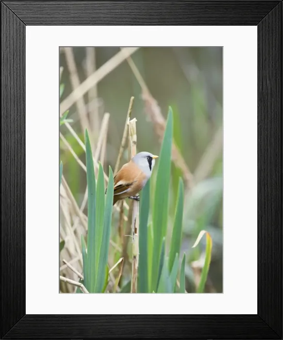 Framed Print : Bearded Tit / Bearded Reedling – male in reeds Pensthorpe Norfolk UK 004258 Framed Print : Bearded Tit / Bearded Reedling – male in reeds Pensthorpe Norfolk UK 004258