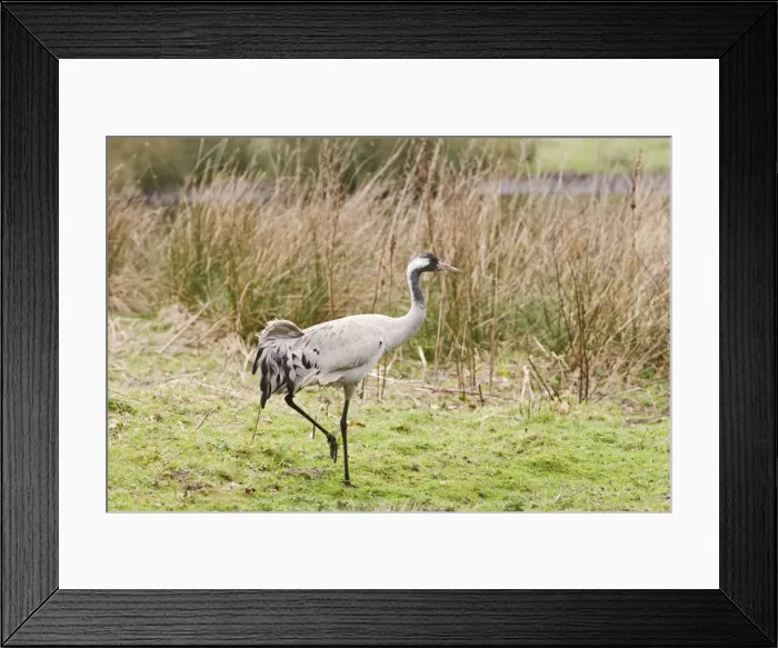 Framed Print : Common Crane – young male Norfolk UK 004277 Framed Print : Common Crane – young male Norfolk UK 004277