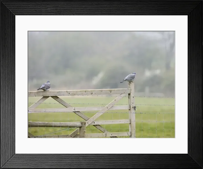 Framed Print : Woodpigeons – resting on gate Norfolk UK 004287 Framed Print : Woodpigeons – resting on gate Norfolk UK 004287