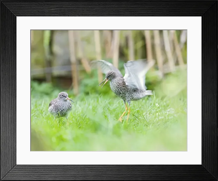 Framed Print : Redshank – displaying Pensthorpe – Norfolk – UK 004290 Framed Print : Redshank – displaying Pensthorpe – Norfolk – UK 004290