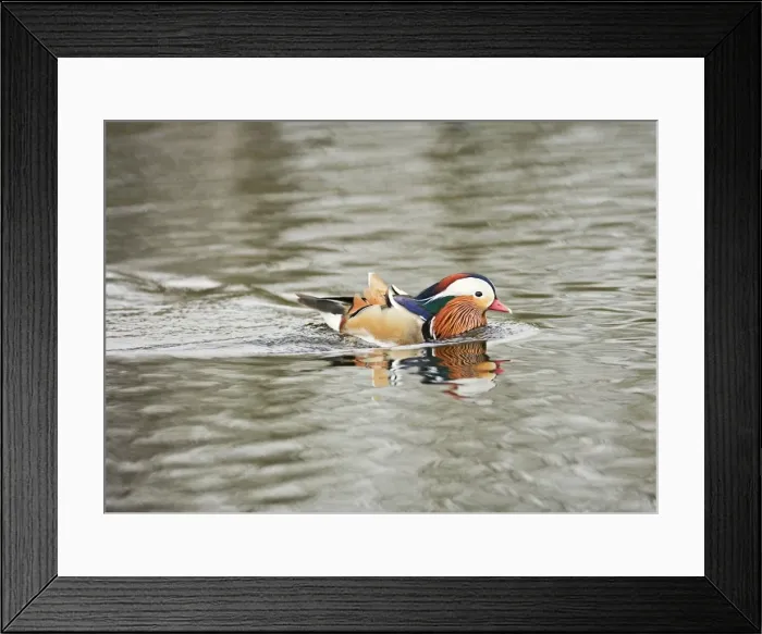 Framed Print : Mandarin Duck – male swimming Norfolk UK 004306 Framed Print : Mandarin Duck – male swimming Norfolk UK 004306