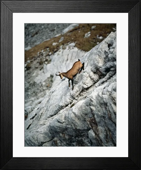 Framed Print : Chamois - male Framed Print : Chamois - male