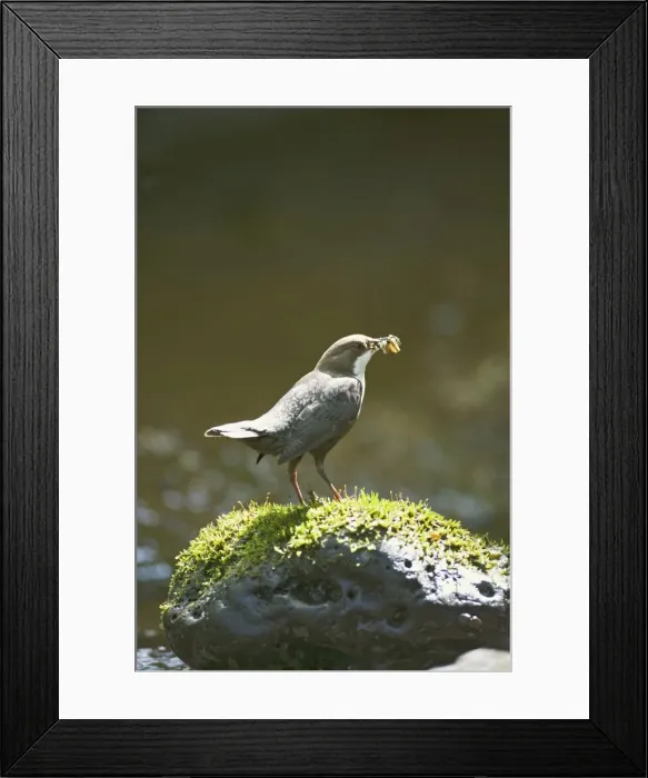 Framed Print : Dipper – on stone in river near nest West Wales UK 004327 Framed Print : Dipper – on stone in river near nest West Wales UK 004327