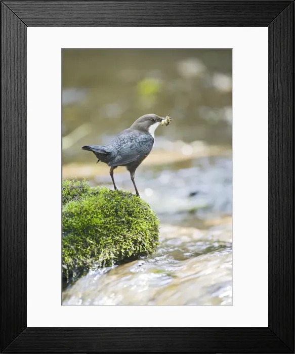 Framed Print : Dipper – on stone in river near nest West Wales UK 004334 Framed Print : Dipper – on stone in river near nest West Wales UK 004334