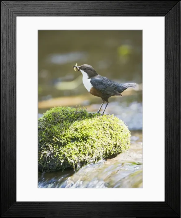 Framed Print : Dipper – on stone in river near nest West Wales UK 004339 Framed Print : Dipper – on stone in river near nest West Wales UK 004339