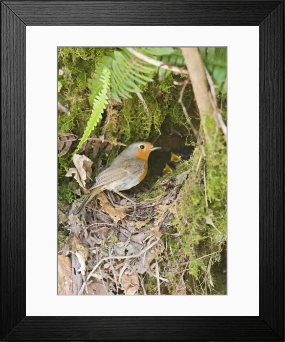Framed Print : Robin – at nest West Wales UK 004372 Framed Print : Robin – at nest West Wales UK 004372